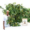 True Organic Nutmeg Whole USDA Certified Ceylon Spice-6